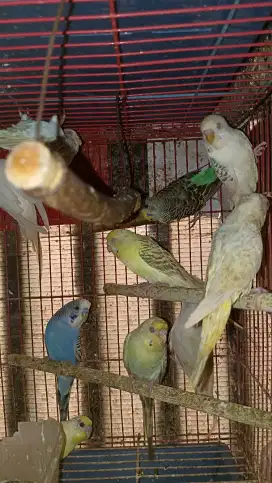 Parkit mutasi mm, mh