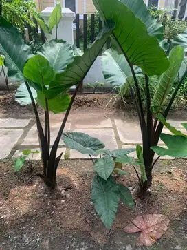 Sente bali/Keladi hitam