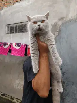Jasa Pacak Kucing British Shorthair