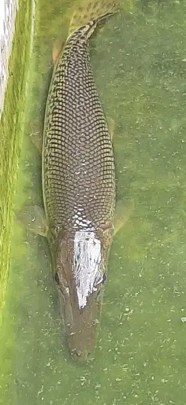 DIJUAL IKAN PREDATOR 60CM