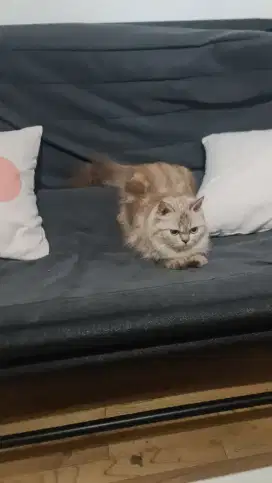 Kucing Scottish