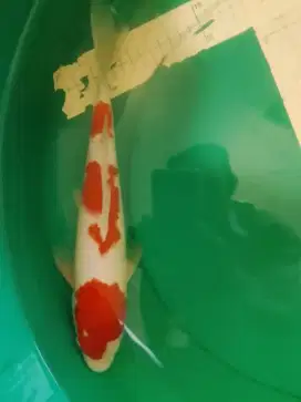 Ikan koi jenis KOHAKU 35cm warna red pola step