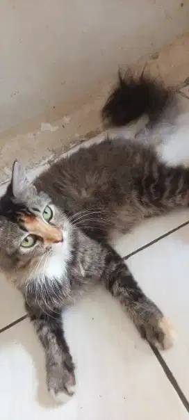 KUCING RAS ANGGORA PERSIA