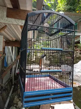 Di jual burung pentet Jateng,,,