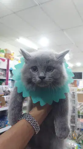 British Short Hair (BSH)
