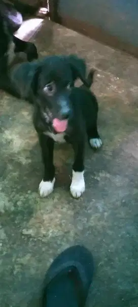 Anak anjing mix Border collie usia 2,5 bln