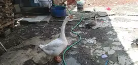 Angsa Hibrida Sepasang