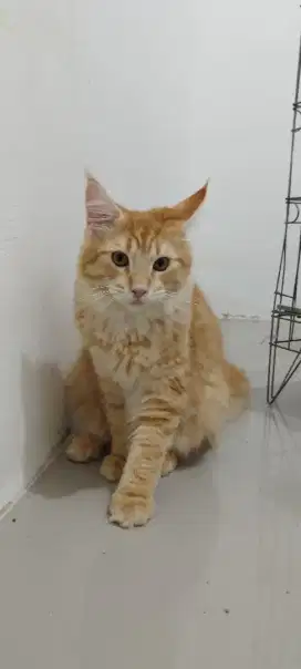Mainecoon nonped jantan 6 bulan