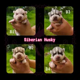 Anjing Siberian Husky