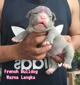 Anjing French Bulldog