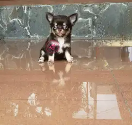 Anjing Chihuahua