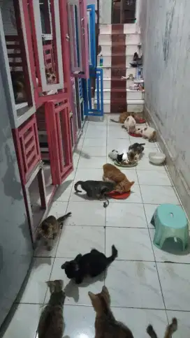 Dibutuhkan wanita single untuk urus anjing kucing