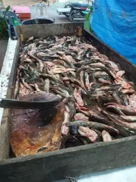 Berkah jaya lele konsumsi eceran dan grosir untuk rumah makan