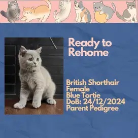 BSH Blue Tortie Betina