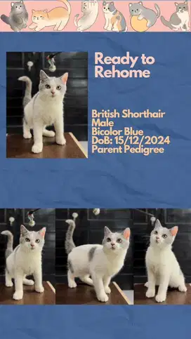 British Shorthair Jantan