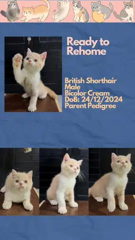 British Shorthair Jantan