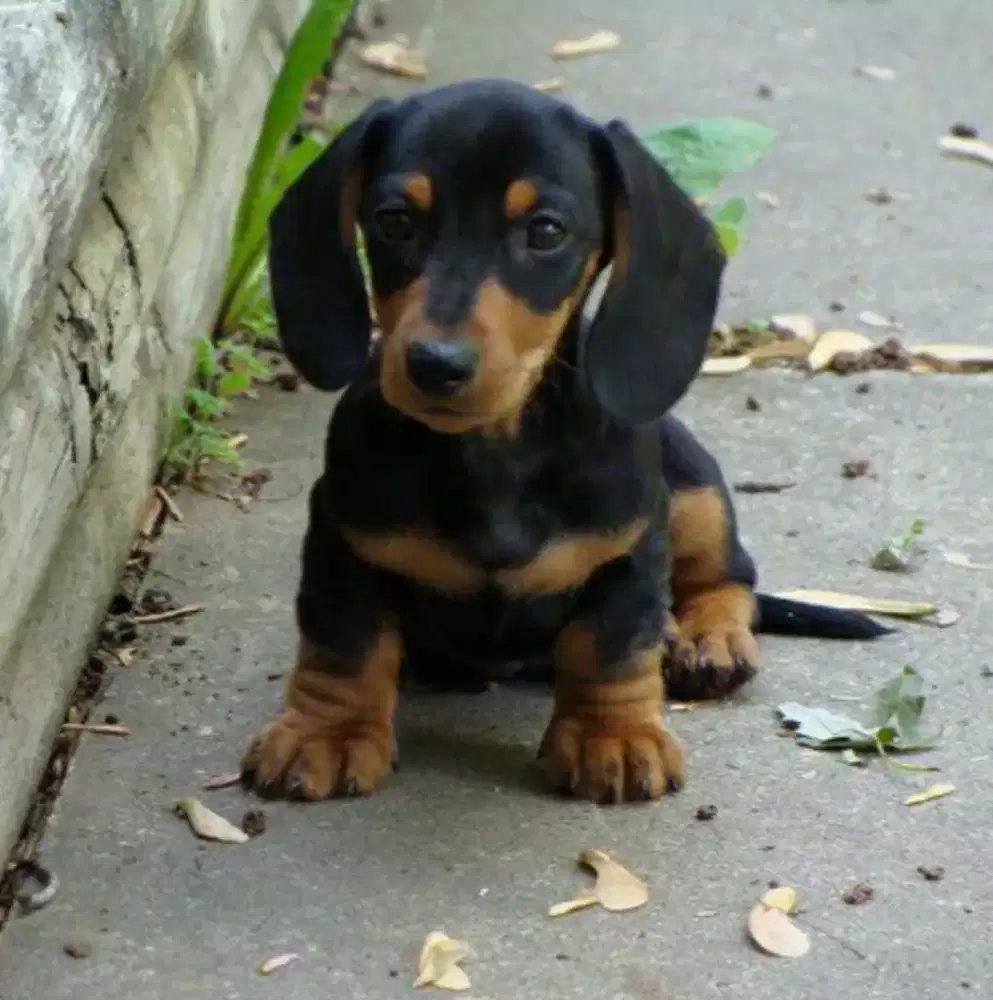 DIJUAL ANJING TEKEL DACHSHUND
