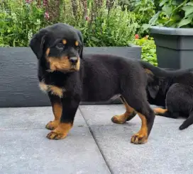 DIJUAL ANJING ROTTWEILER