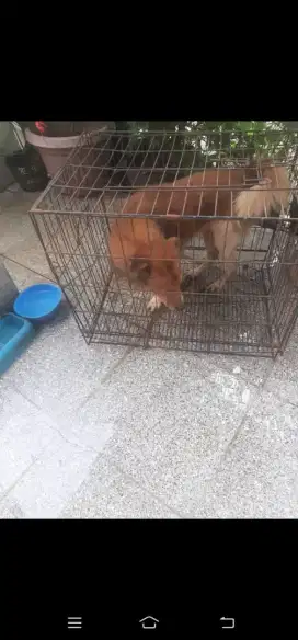 Anjing Jantan murah