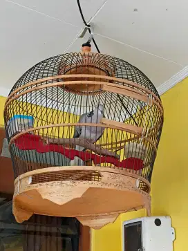 CUHU DARI SILANGAN DERKUKU PUTIH DAN PUTER PUTIH KOMPLIT SANGKAR.