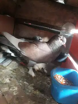 sepasang merpati giring