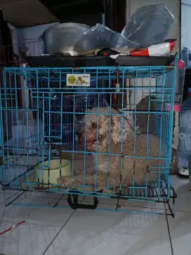 Dicari pria Nginap mengurus Anjing kucing