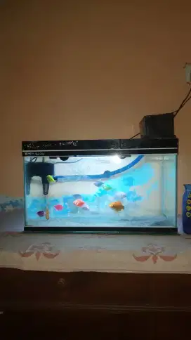 Akuarium fulset 50×30