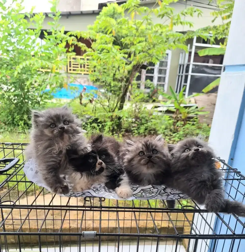 Kucing persia himalaya bibit unggul