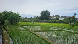 Tanah Murah View Sawah Kuwum Kerobokan