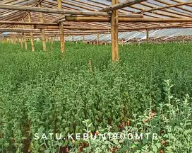 Dijual tanah kebun subur pinggir jalan investasi bagus