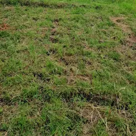 Tanah kontrak termurah dekat pantai cemagi