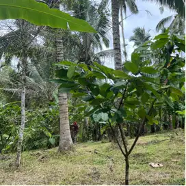 Di jual tanah kebun murah di tabanan bali