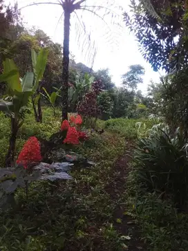 Dijual Tanah dengan 3 air terjun di Ds. Munduk, Buleleng BALI