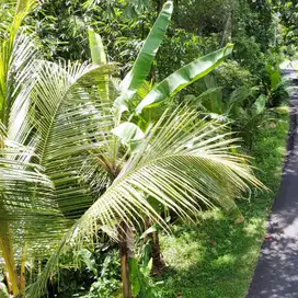 Di Jual Tanah murah di kawasan desa Wisata eco torism