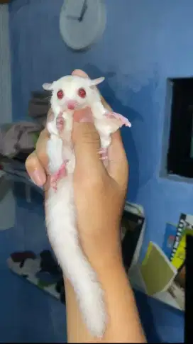 sugar glider ruby leu jantan