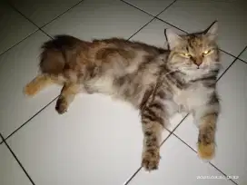 Siap adopsi betina Persia medium