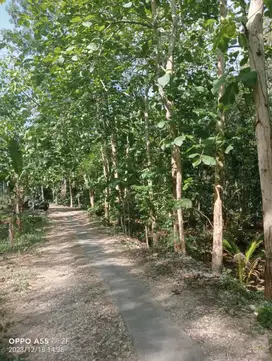 Tanah Pekarangan  10500 Lendah  Kulon Progo