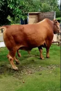 sapi limosin raksasa 1.1 ton timbang hidup siap sapi kurban 2025 puas
