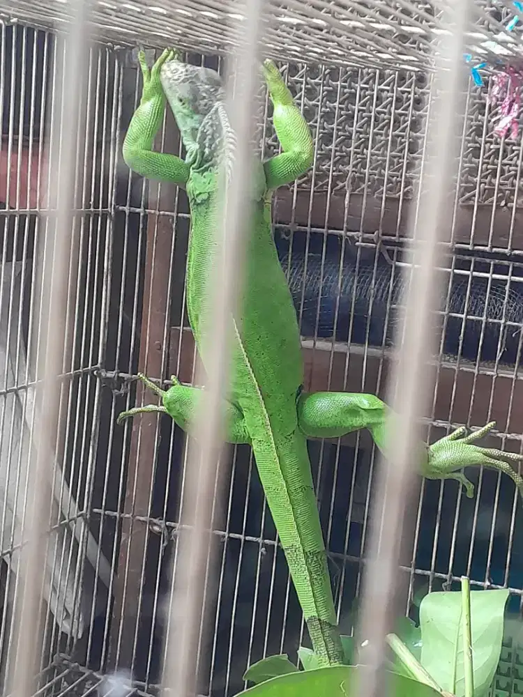 Dijual iguana 500.000