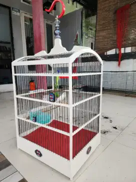 Burung Kenari Putih Gacor dan Kandang