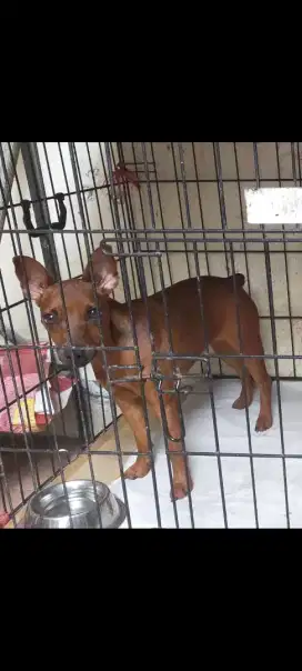 Mini Pincher Pinscher betina red