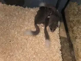 African pigmy dormice/ mini squirel