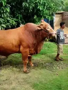 sapi jantan 1,1 ton jenis limosin monster siap sapi qurban 2025 manteb