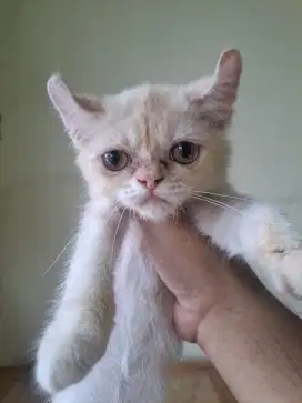 kucing persia flatnose curl