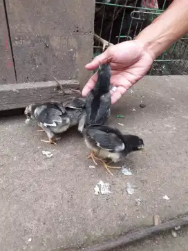 Ayam adu mangon satu tetasan ada 4 ekor