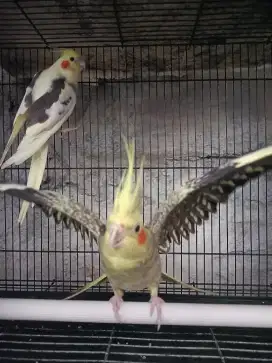 Burung Falk Australia Lutino MM