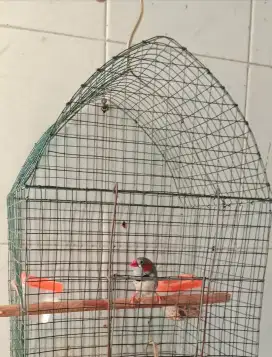 Burung Zebra Finch...