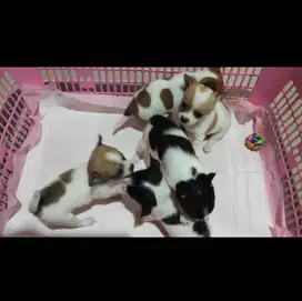 HIBAH Cepat - CHIHUAHUA 1.5 Bulan, LUCU BANGET