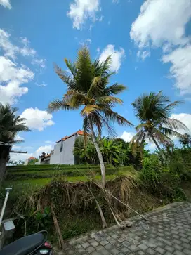 Tanah Strategis di Tabanan Bali, Cocok untuk Villa atau Investasi