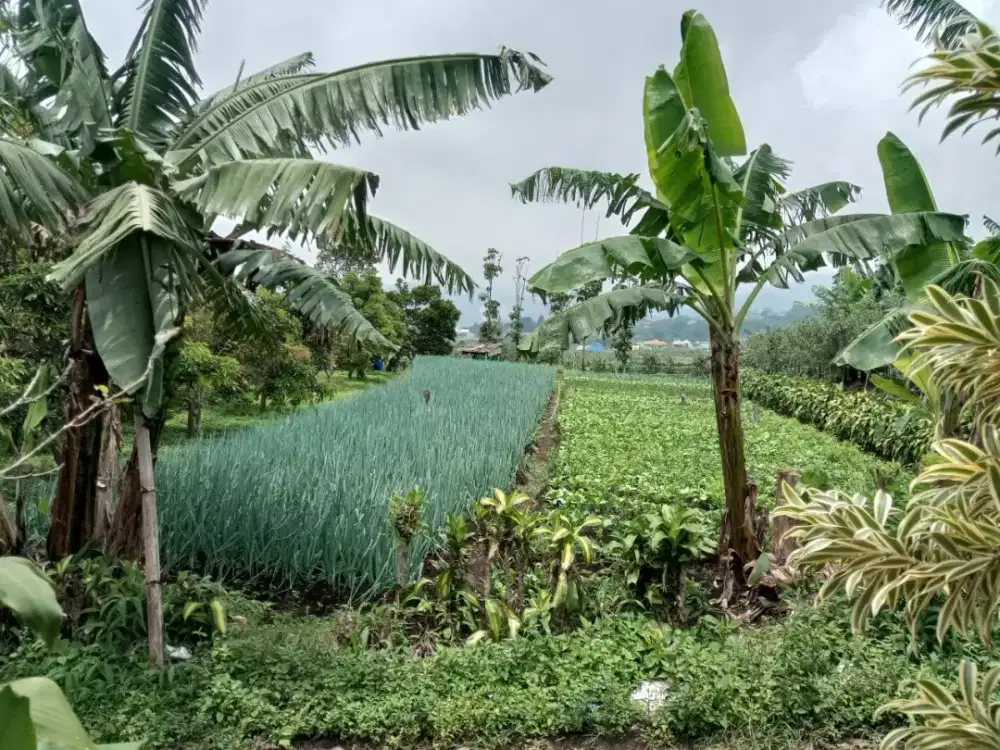 Di jual Tanah perkebunan